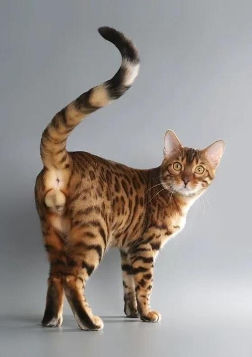 重生在美国优雅的猫