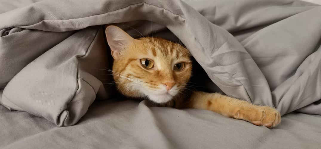 猫为什么突然钻被窝缩略图