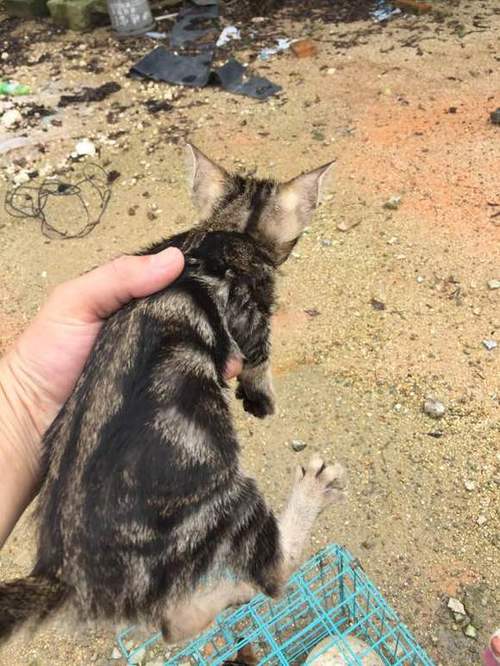 蝴蝶猫下载排名