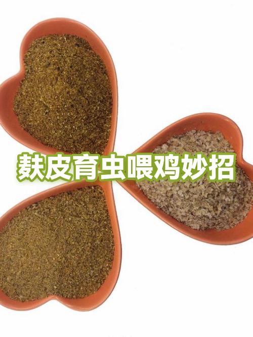 自己培育虫子喂鸡的方法图标
