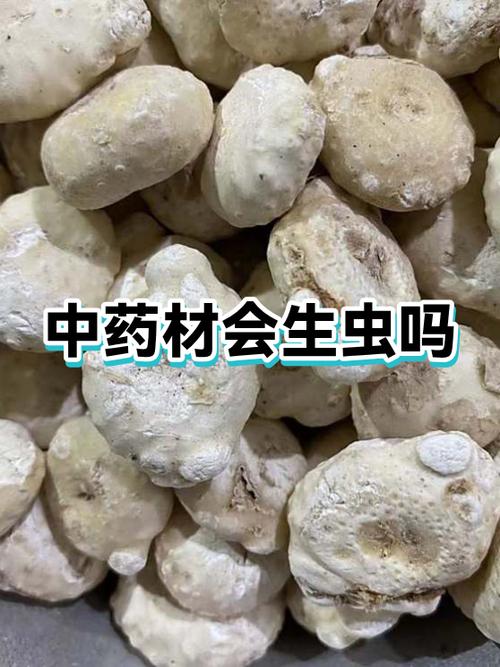 中药生了虫子就霉变了吗