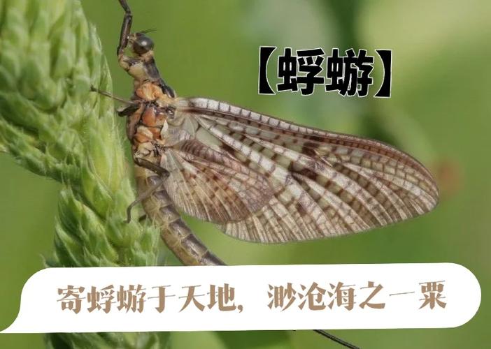 蜉蝣的一生含义图标