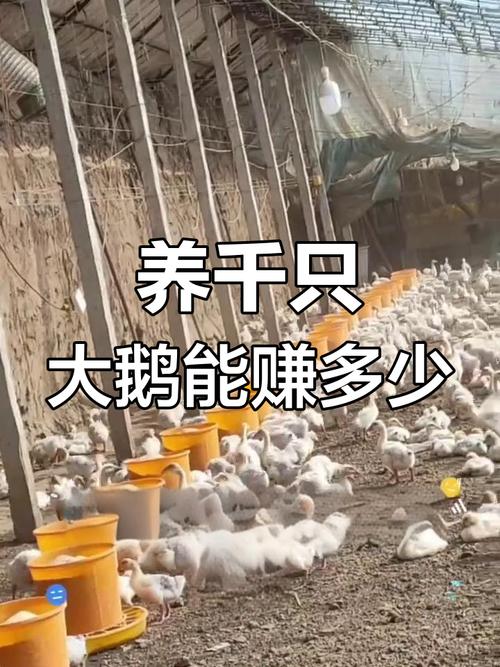 养殖大鹅的成本与利润