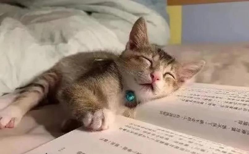 猫偷吃东西挨打会记住吗缩略图