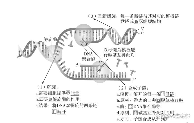 dna复制的能量来源缩略图