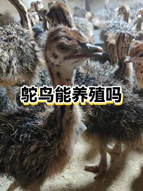 鸵鸟不能养2只原因