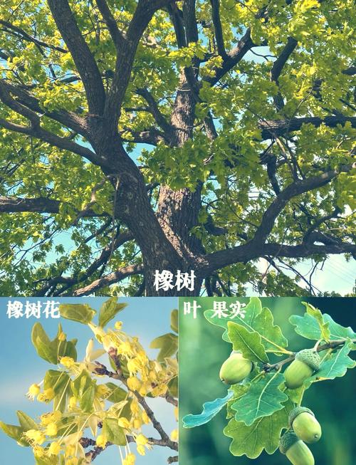 橡树扣款79.9在哪关闭