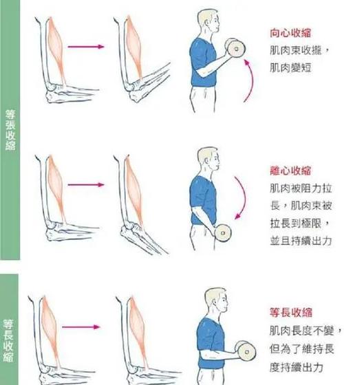 筋肉是怎么练出来的