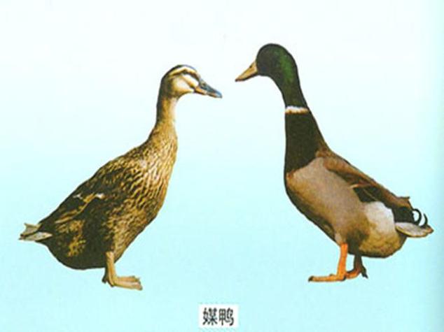 中国12个鸭品种