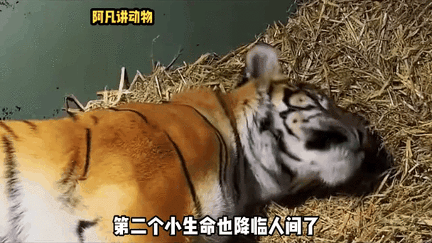 虎一次生几个宝宝