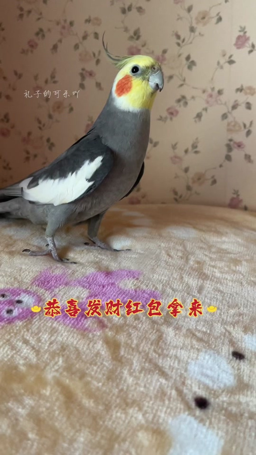 恭喜发财循环训鸟