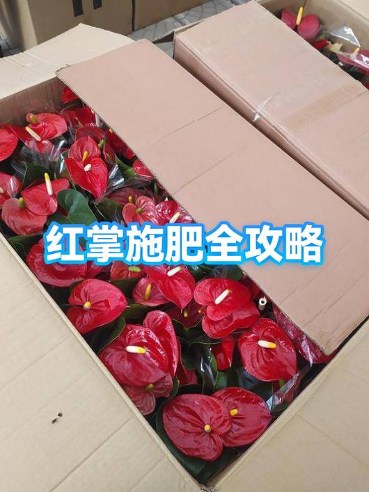 红掌有多少品种