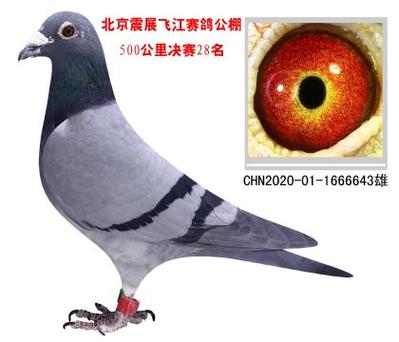 中国赛鸽信息网