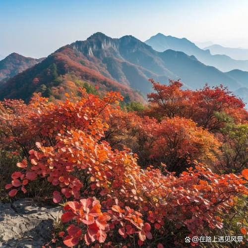 红叶满山