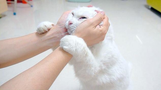 猫去喵星了高情商安慰
