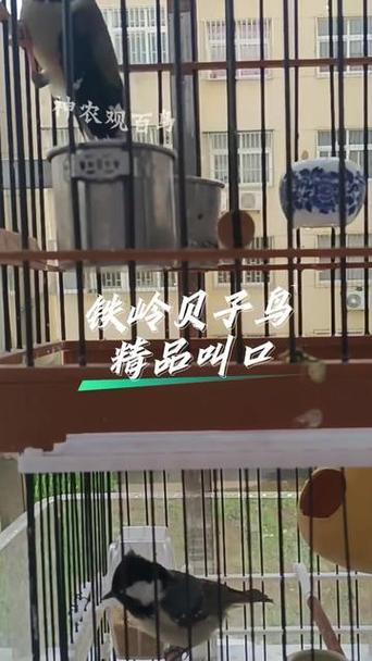 铁岭贝子十三口大叫的背景故事介绍