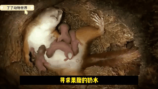 动物生孩子难产视频