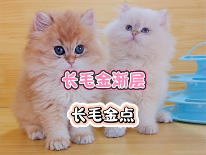 金点猫和金渐层猫的区别