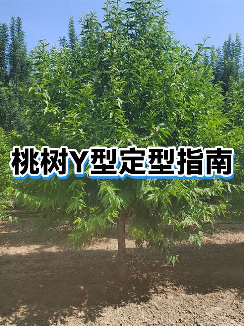 发展前景最好的桃品种