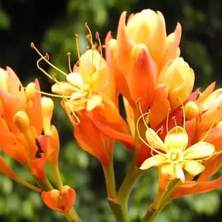 无忧花长什么样