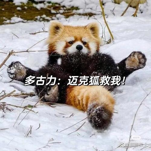 和狐之恋一样的游戏