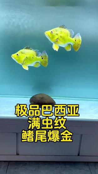 巴西亚养一条还是一对
