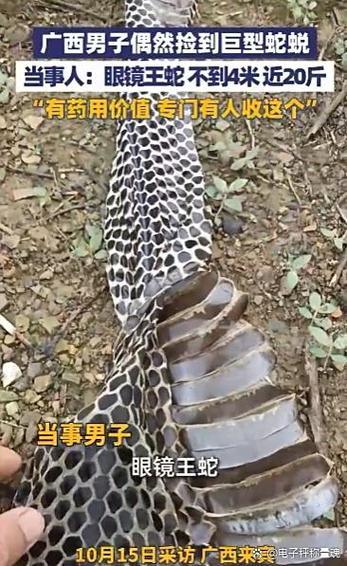 一条完整的蛇皮多少钱截图