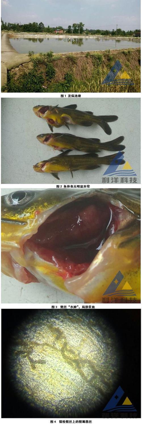 鱼鳃变成白色了鱼还能吃吗图标