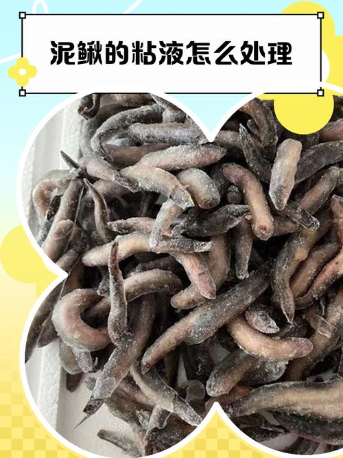 朱紫泥泥鳅的粘液在哪