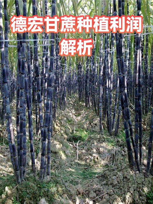 卖甘蔗的利润有多大截图