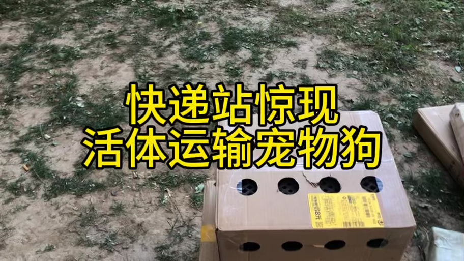 狗狗可以快递运回家吗图标