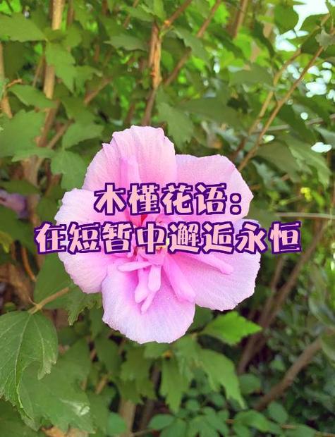 木槿文化