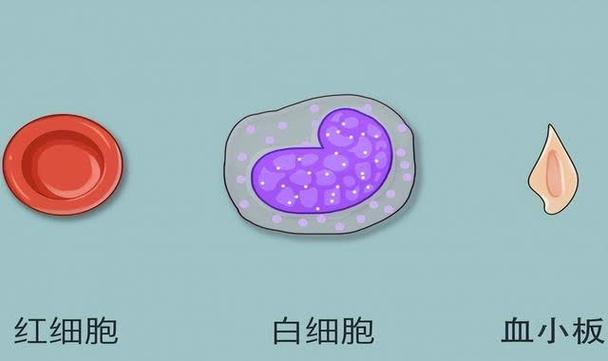 细胞是什么意思