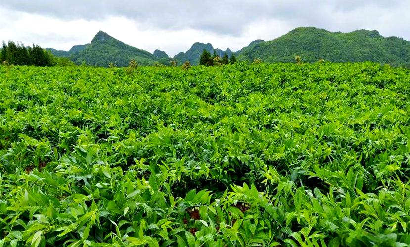 药材种植项目哪种最好