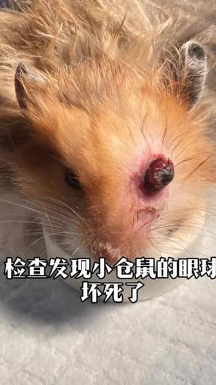 仓鼠眼睛变大往外凸