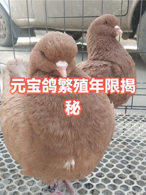 元宝鸽繁殖能力有几年图标