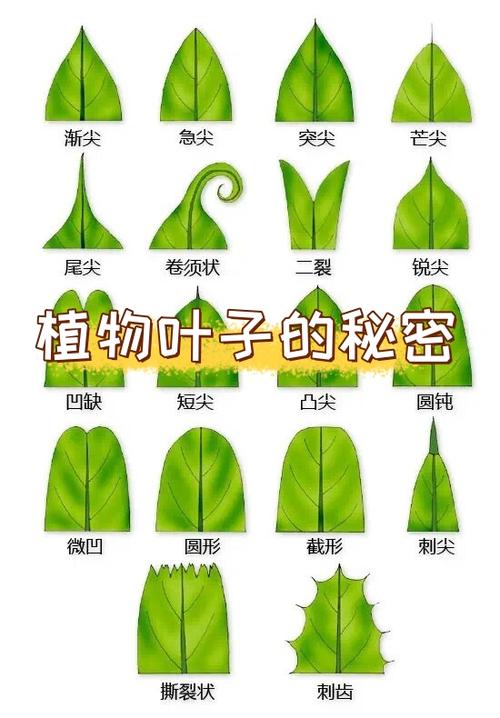 50个简单植物秘密