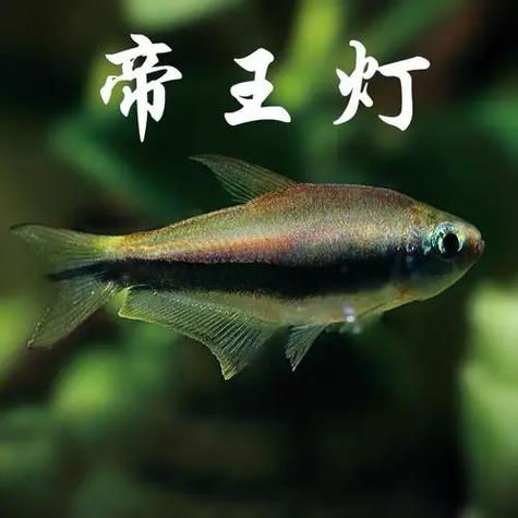 观赏鱼批发缩略图