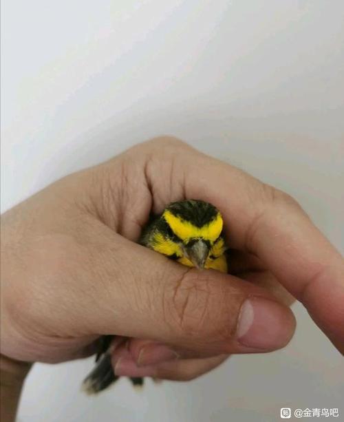 金青鸟多少钱一只截图