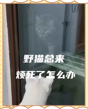 院子里有野猫怎么驱赶