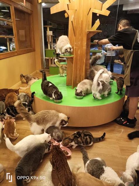 猫咪.app官网下载
