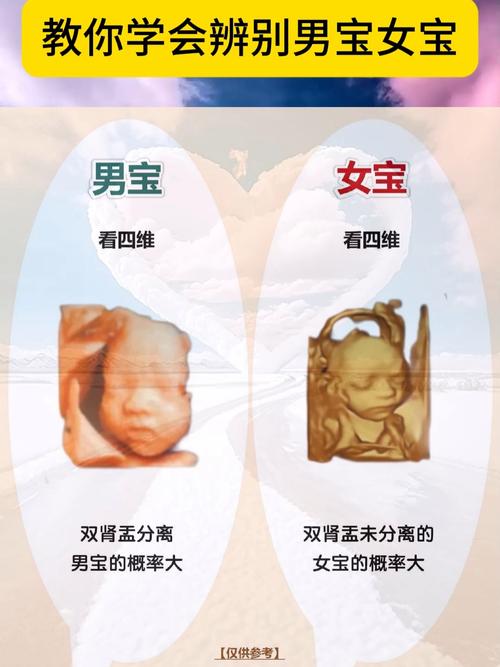 十五周男女胎儿区别图
