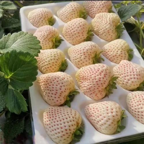 草莓批发挣钱吗