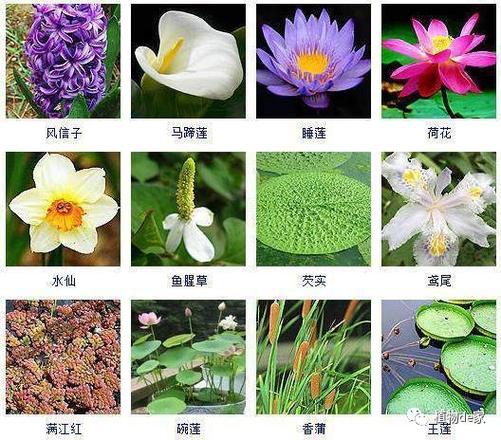 常见50种水生植物