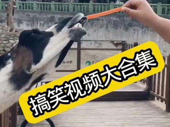 全民搞笑视频合集图标