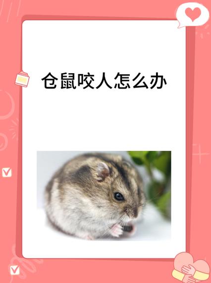 怎么改掉仓鼠咬人的毛病