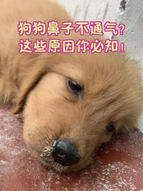 狗狗感冒流鼻涕怎么办缩略图
