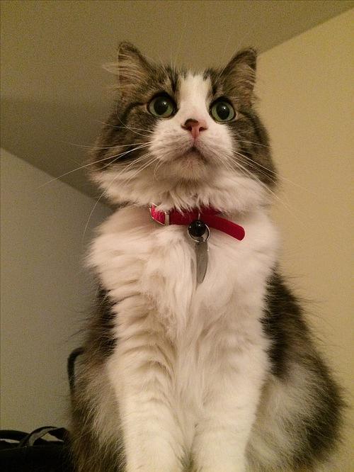 我家的懒猫