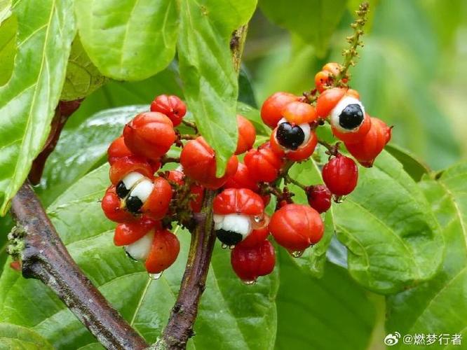 可可豆起源于哪里