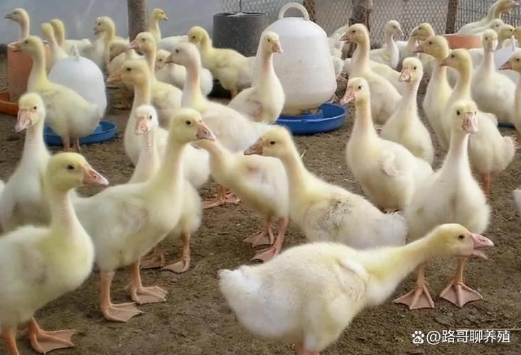 鹅1—30天变化图